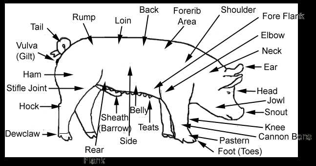 parts of a hog diagram