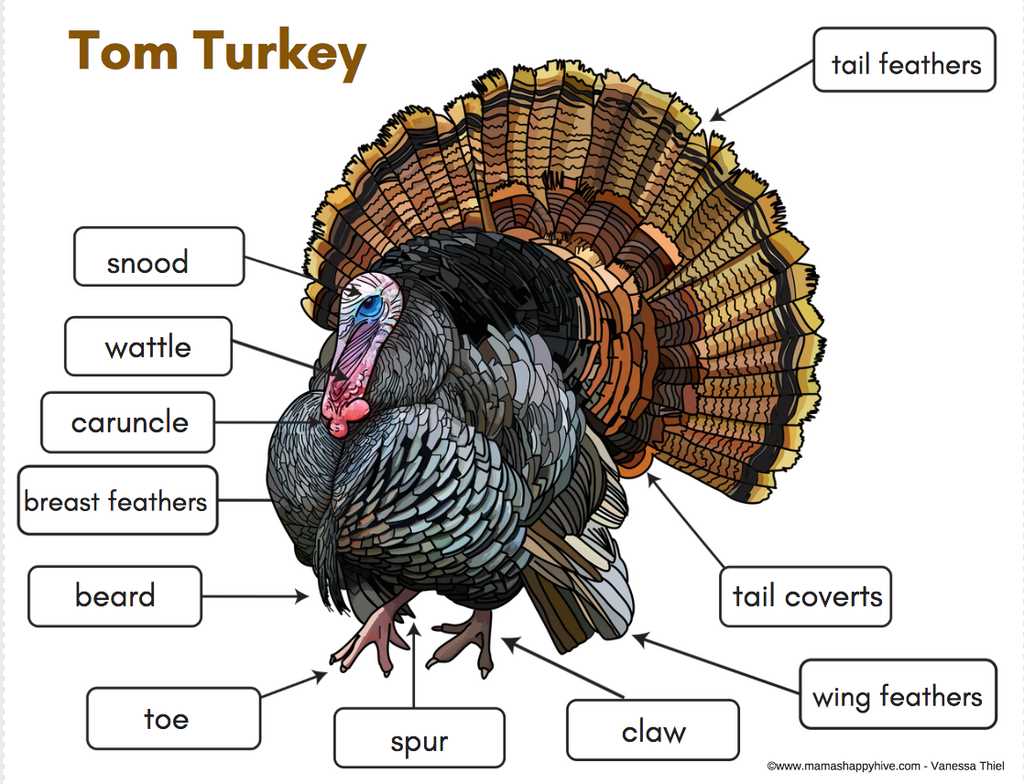 parts of a turkey diagram