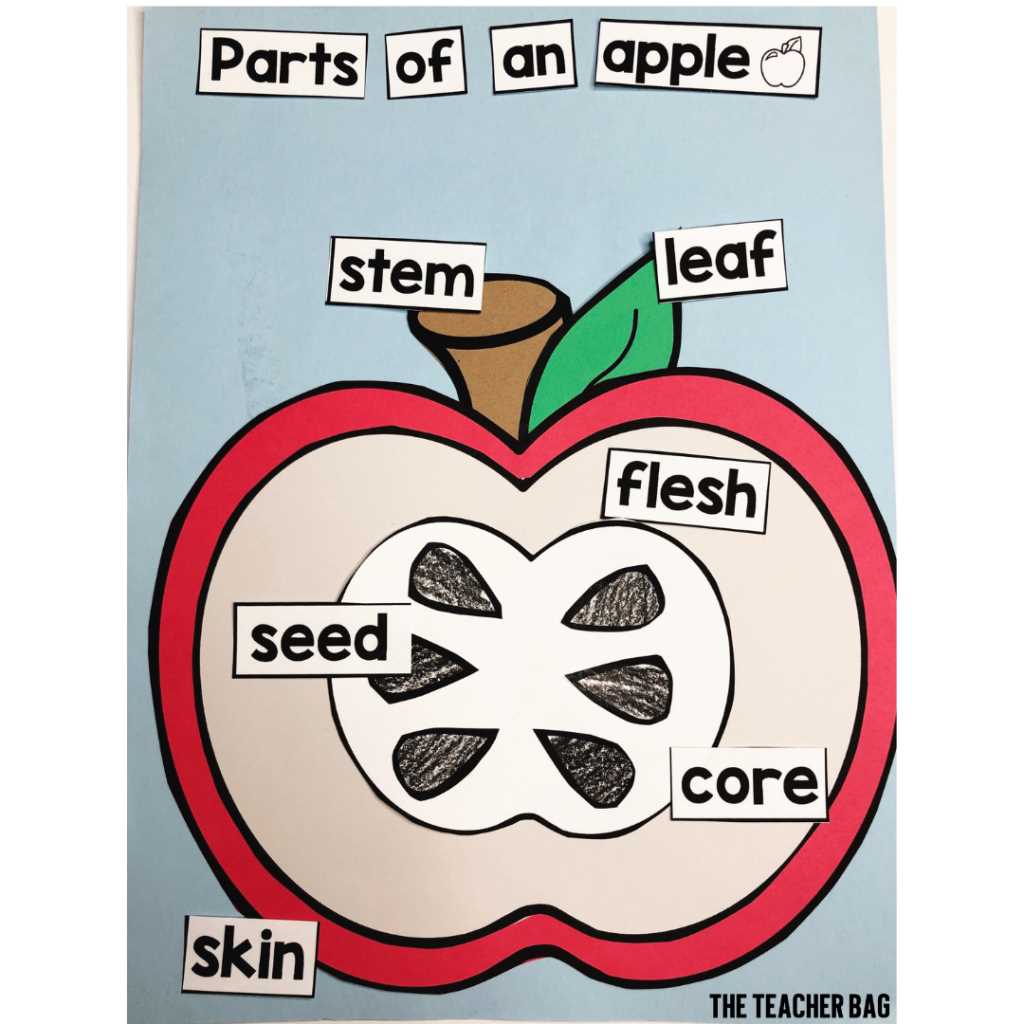 parts of an apple diagram