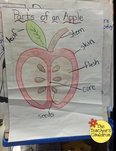 parts of an apple diagram