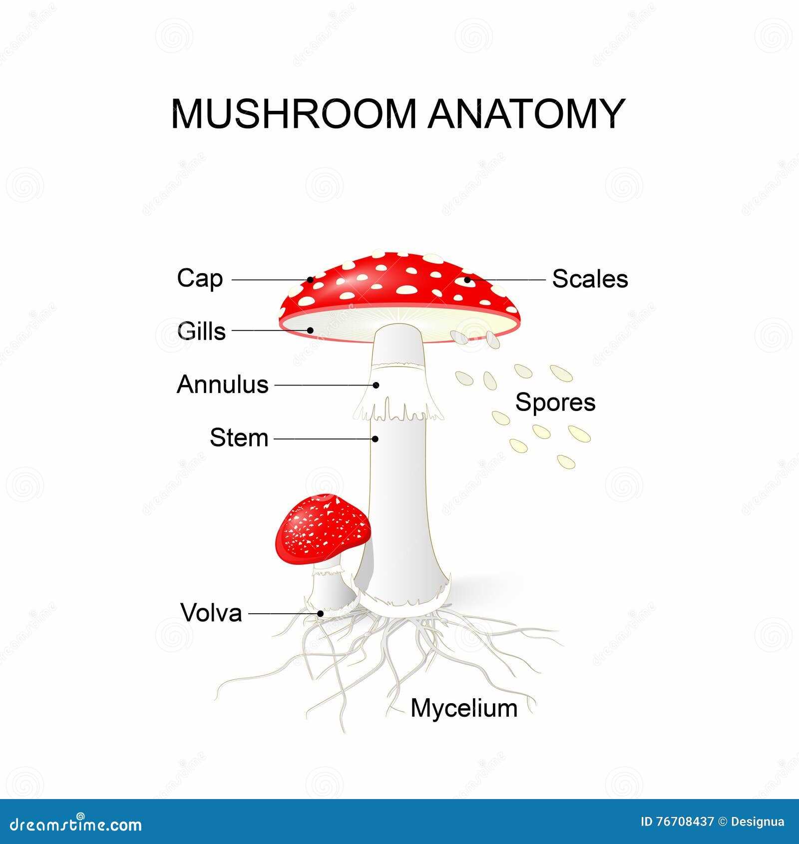 parts of mushroom diagram