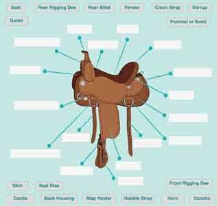 parts of the saddle diagram