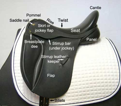 parts of the saddle diagram