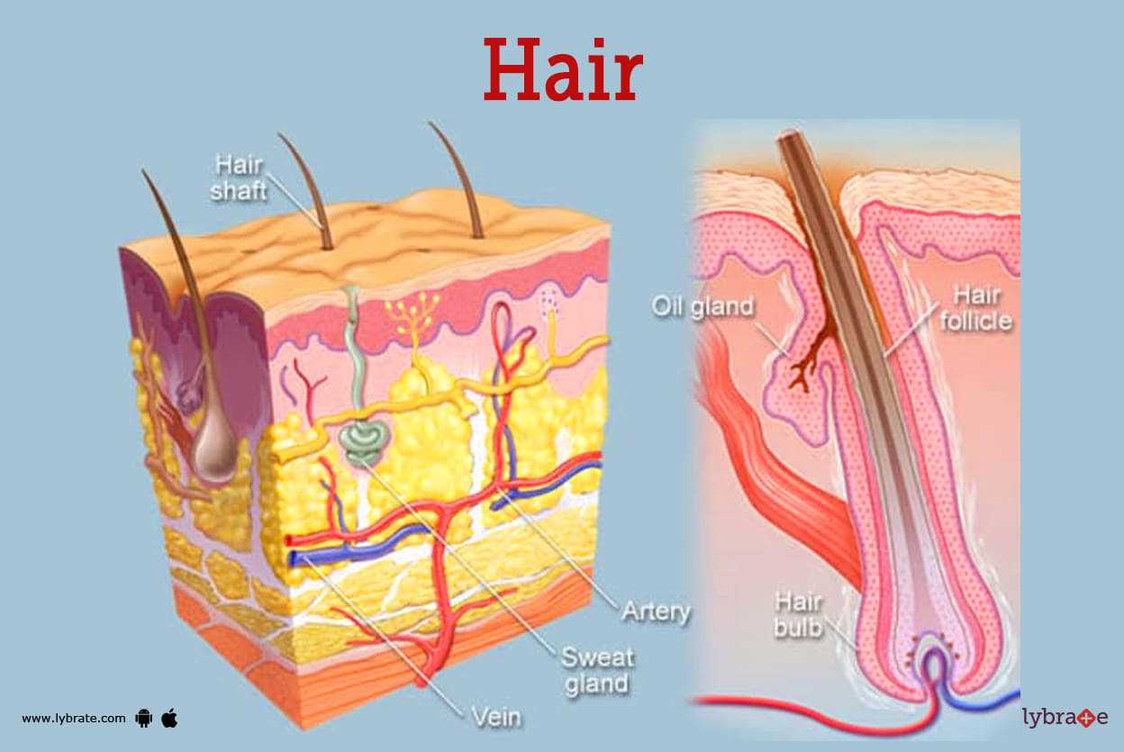 hair parts diagram