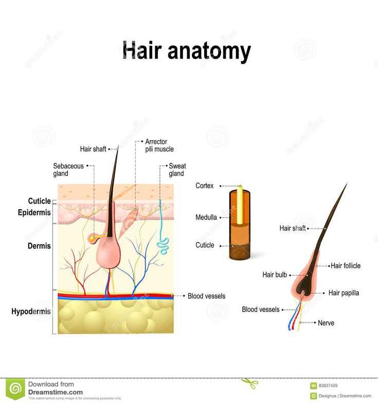 hair parts diagram