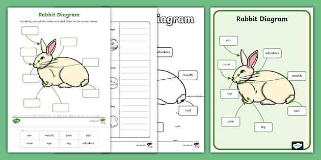 rabbit parts diagram