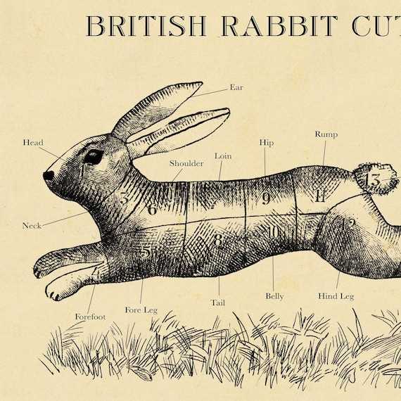 rabbit parts diagram