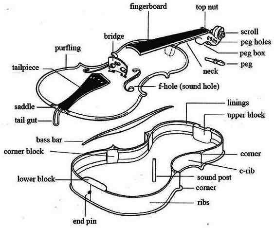 parts of violin diagram