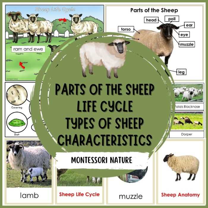 sheep parts diagram