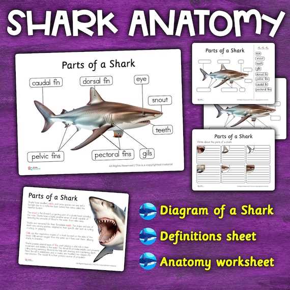 shark parts diagram