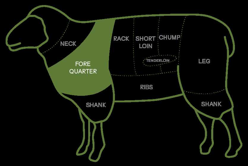 sheep parts diagram