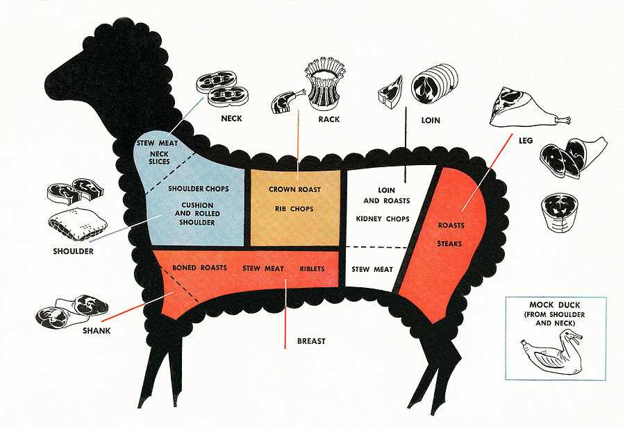 sheep parts diagram