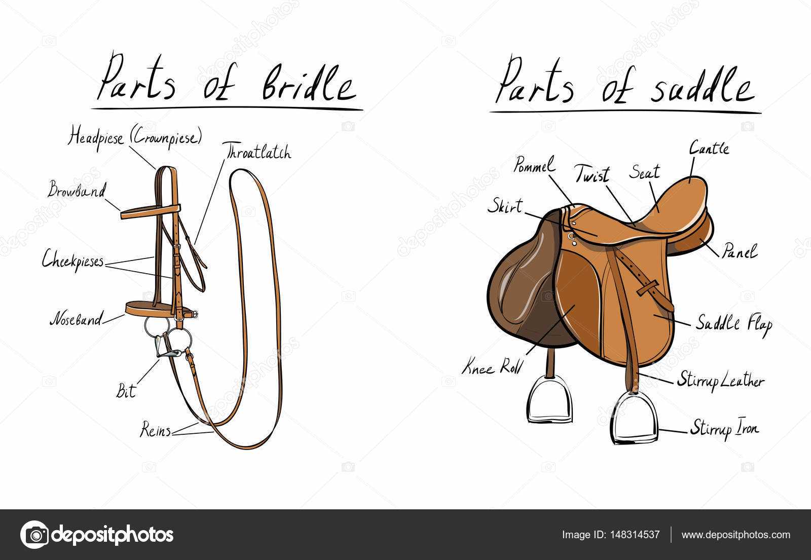 horse bridle parts diagram