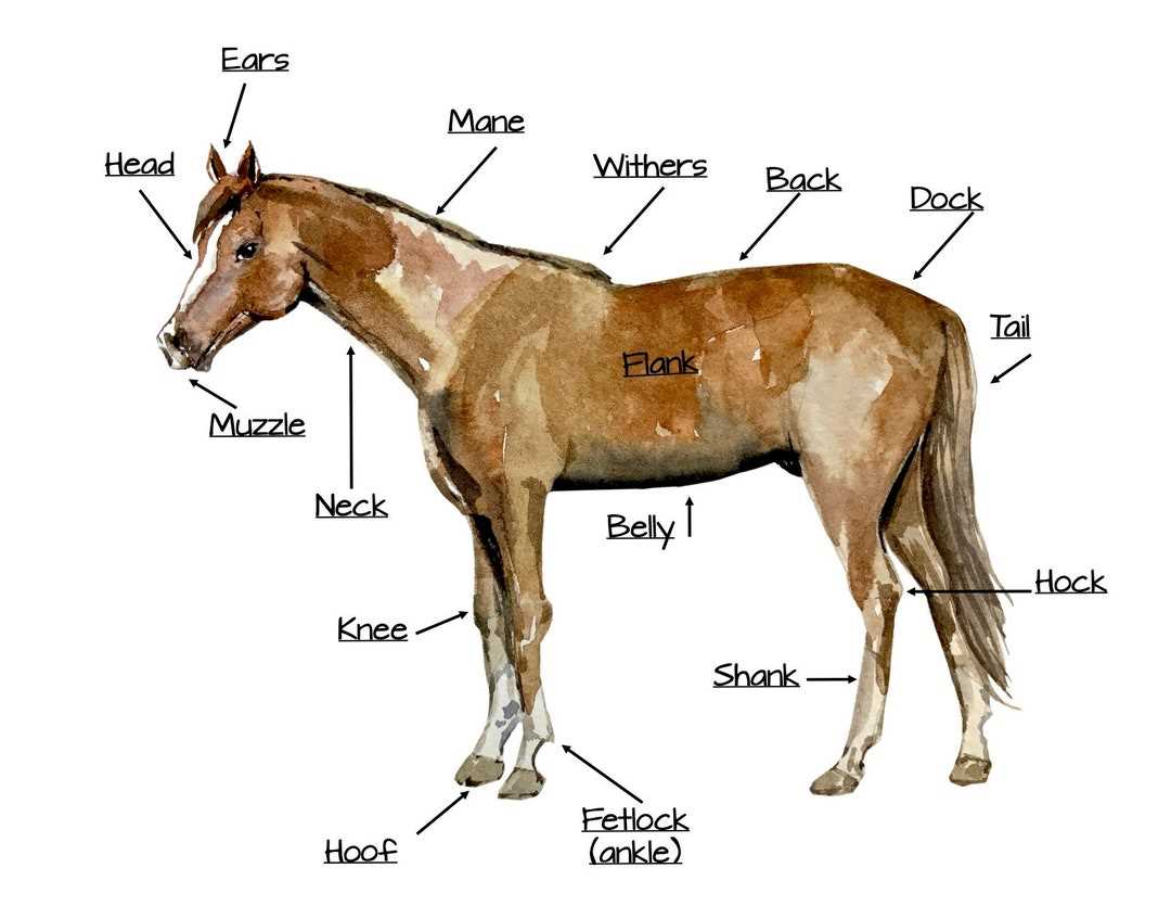 horse diagram of body parts