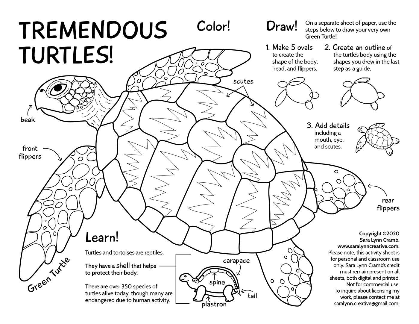 turtle parts diagram