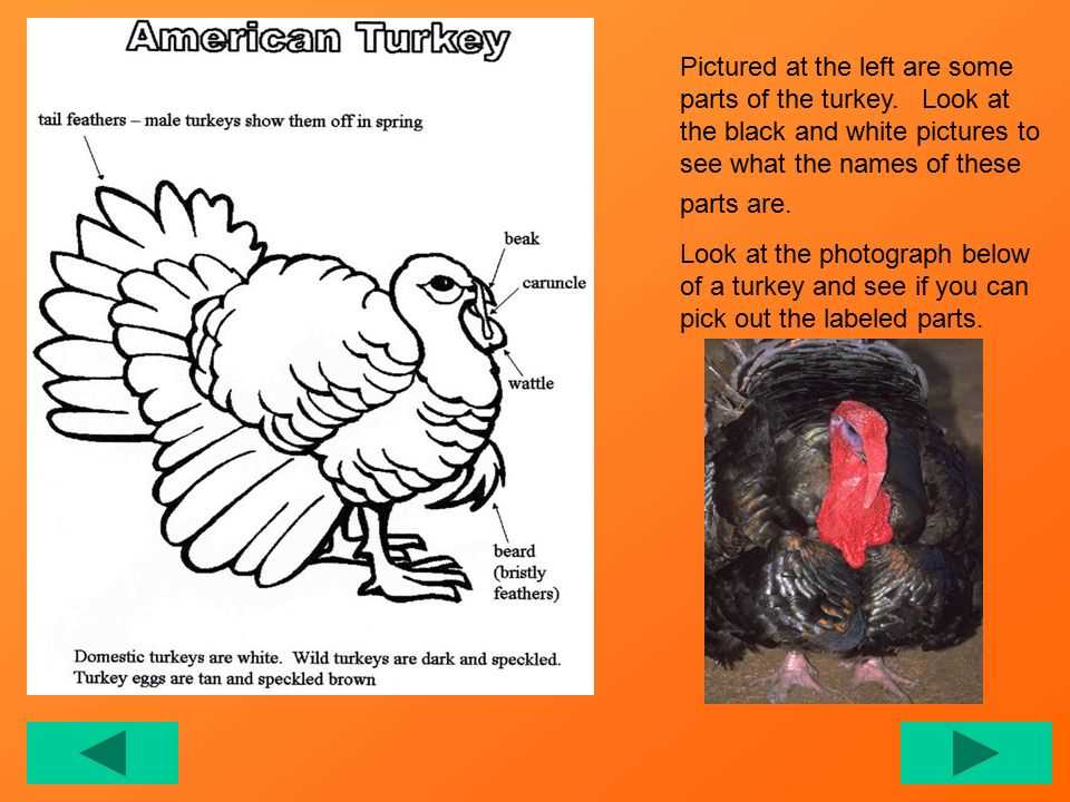 parts of a turkey diagram