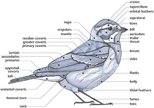 turkey parts diagram