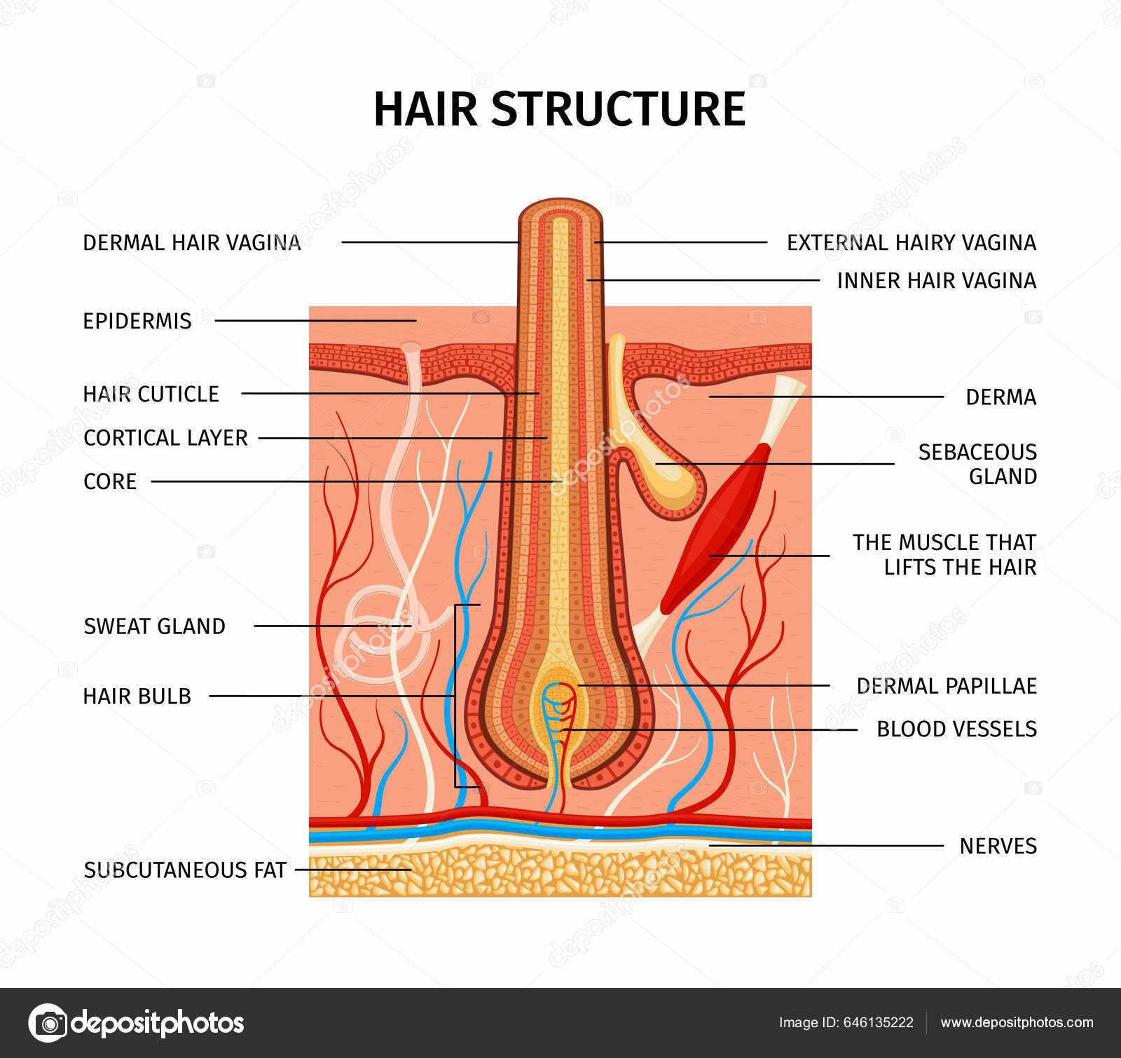 hair parts diagram