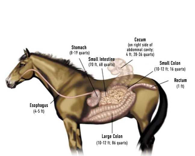 diagram parts of a horse