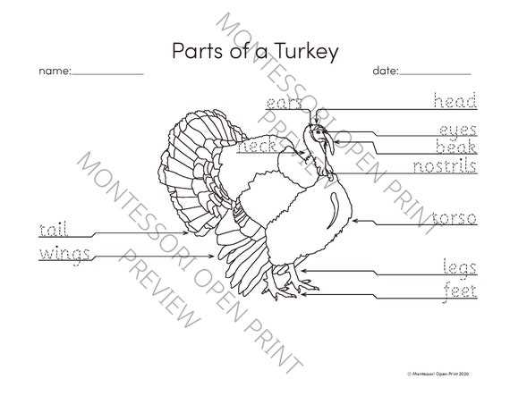 diagram parts of a turkey