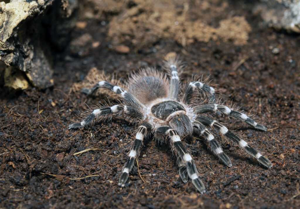 tarantula parts body diagram