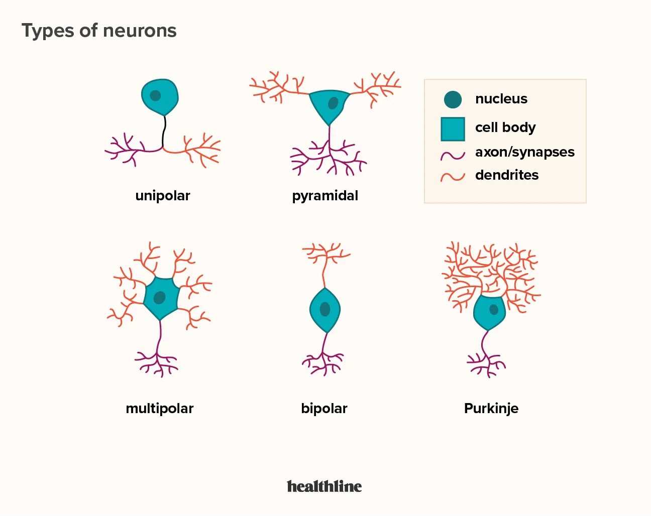 use the diagram to match the parts of the nerve.