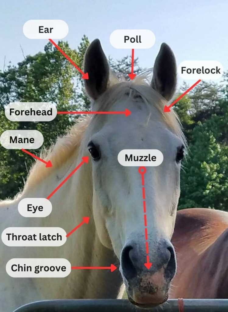 horse diagram of body parts