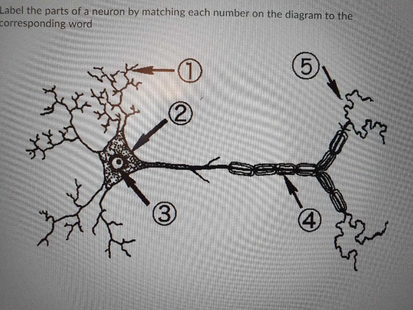 use the diagram to match the parts of the nerve.