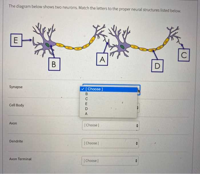 use the diagram to match the parts of the nerve.