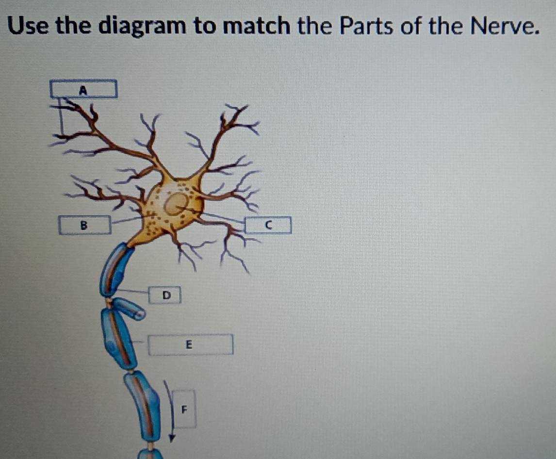 use the diagram to match the parts of the nerve.