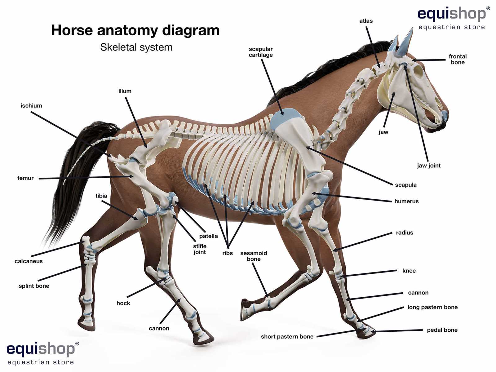 horse bridle parts diagram