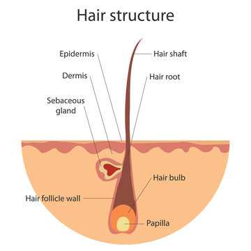 hair parts diagram