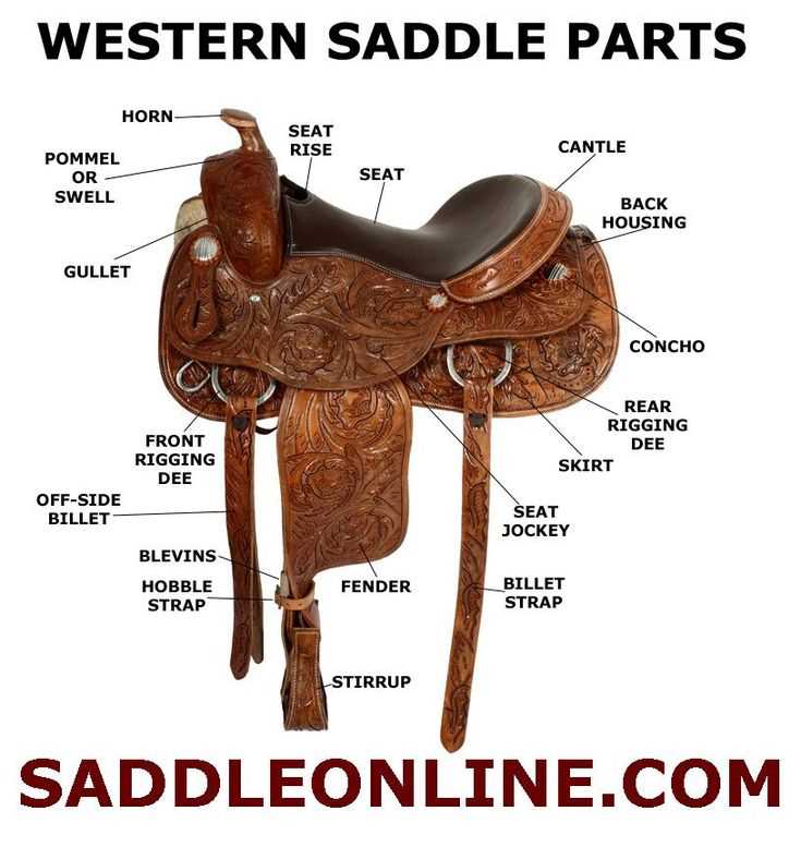 parts of the saddle diagram