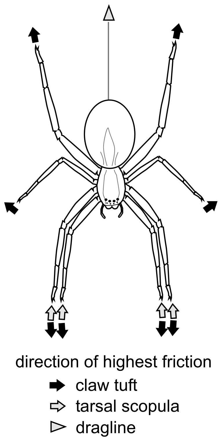 tarantula parts body diagram