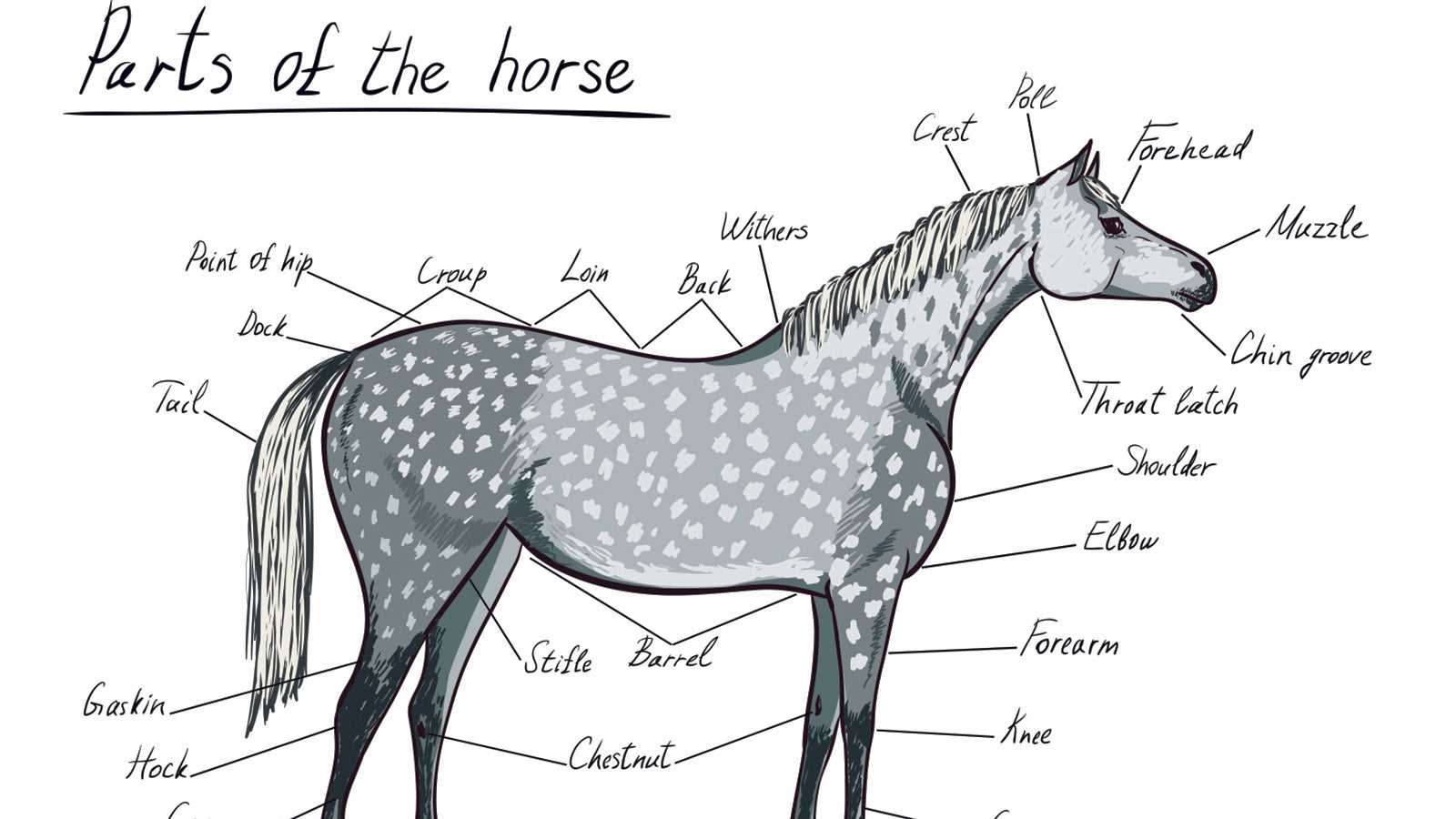 diagram of parts of a horse