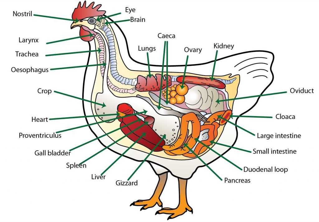 diagram parts of a turkey