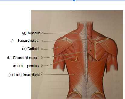 use the diagram to match the parts of the nerve.