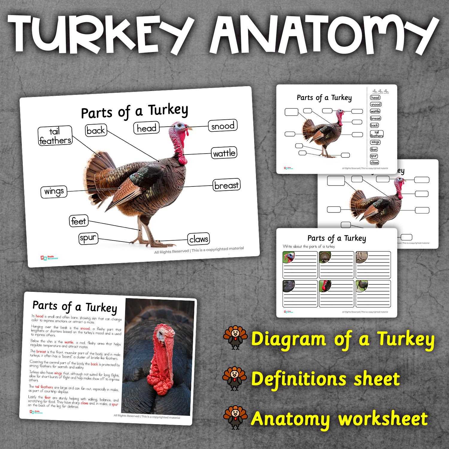 turkey body parts diagram