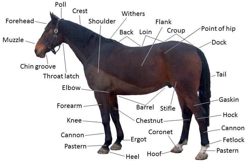 horse parts diagram