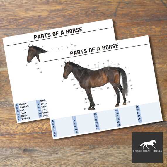 horse parts diagram