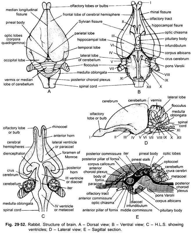 rabbit parts diagram