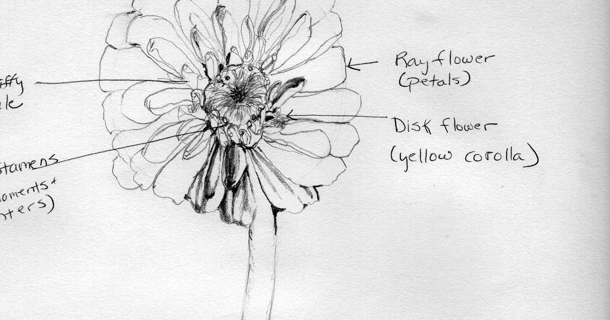 diagram parts of a zinnia flower