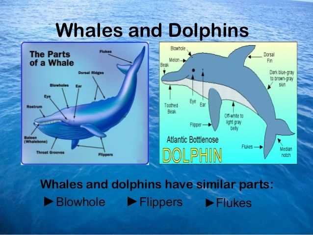 parts of a dolphin diagram