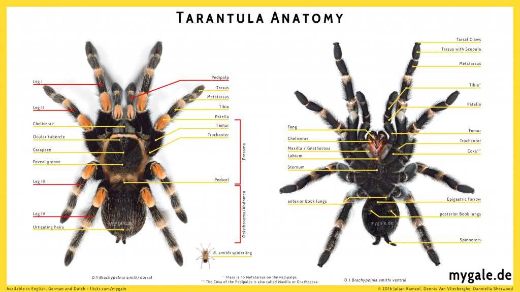 tarantula parts body diagram