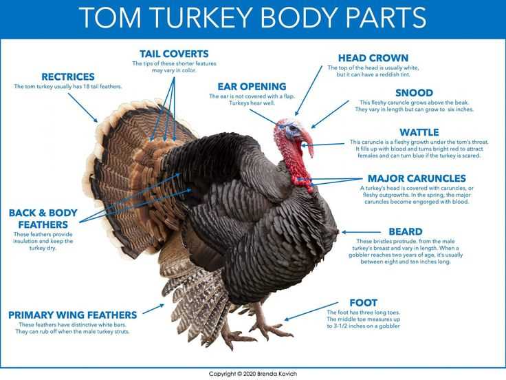 turkey parts diagram