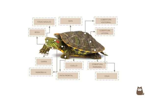 turtle parts diagram