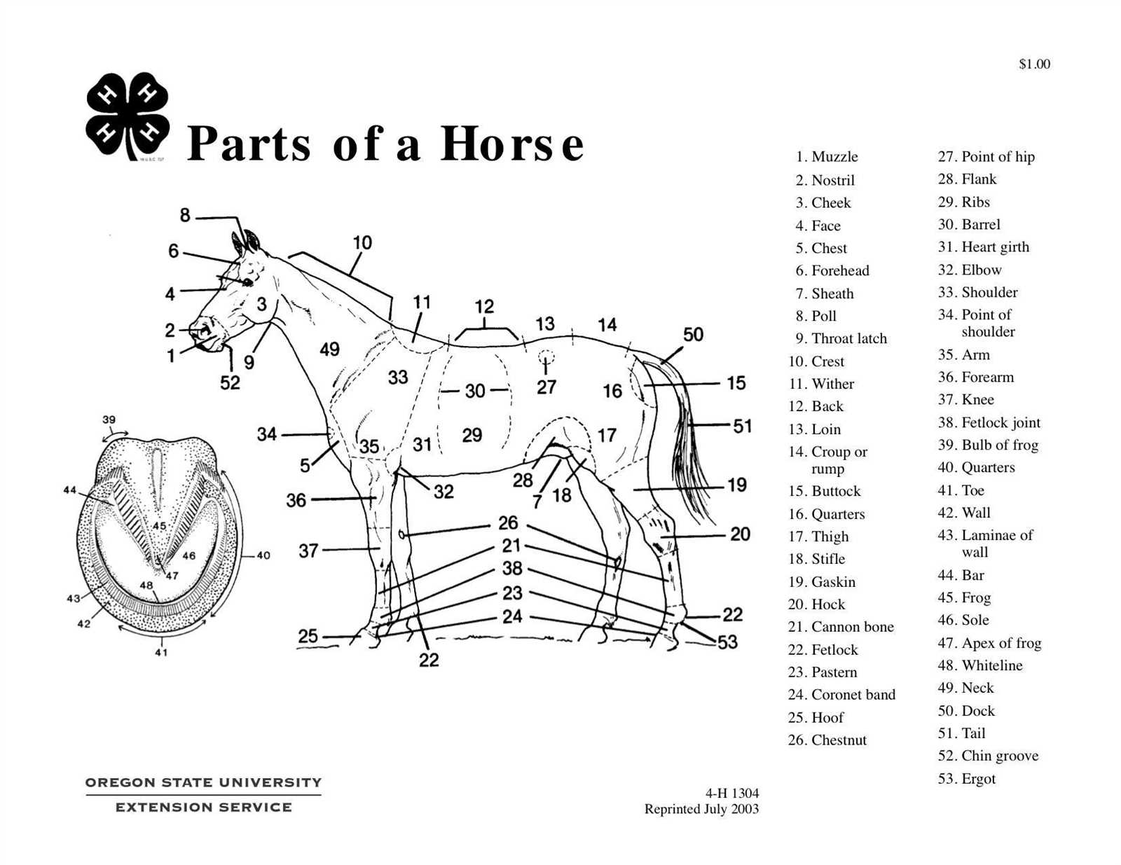 horse parts diagram